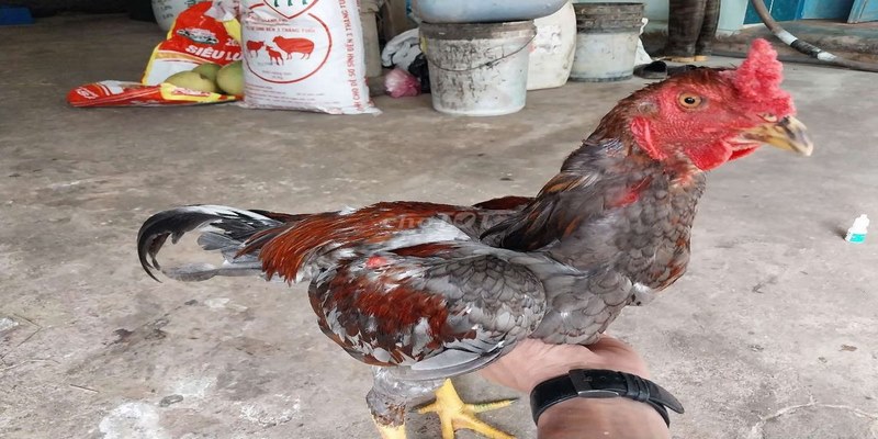 Gà Đòn Là Gì? Địa Chỉ Bán Gà Đòn Củ Chi Mà Bạn Nên Biết 6 Bán Gà Đòn Củ Chi