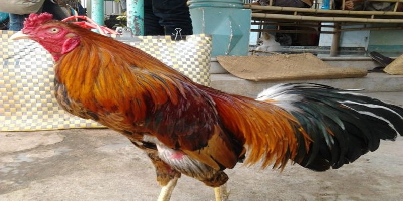 Khám Phá Một Vài Cách Chọn Gà Đá Cựa Sắt Hay Và Chuẩn Nhất 6 Cách Chọn Gà Đá Cựa Sắt Hay