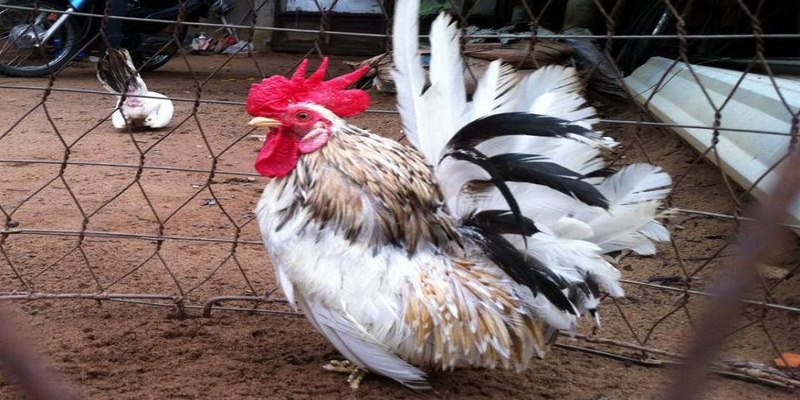 Chia Sẻ Cách Nuôi Gà Thái Kiểng Đẹp 6 cách nuôi gà thái kiểng