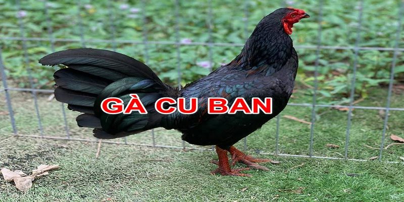 Khái Niệm Gà Cuban F1 Là Gì? Và Đặc Điểm Của Chúng 4 Gà Cuban f1