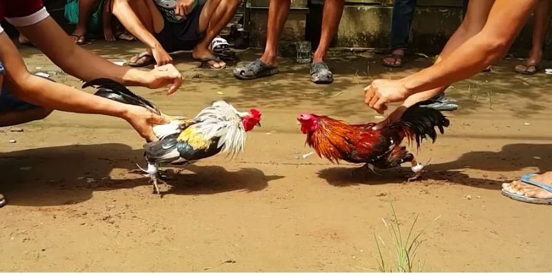 Mẹo chơi đá gà online- Tự tin tham gia đá gà chỉ sau 5 phút 5 meo choi da ga online 2