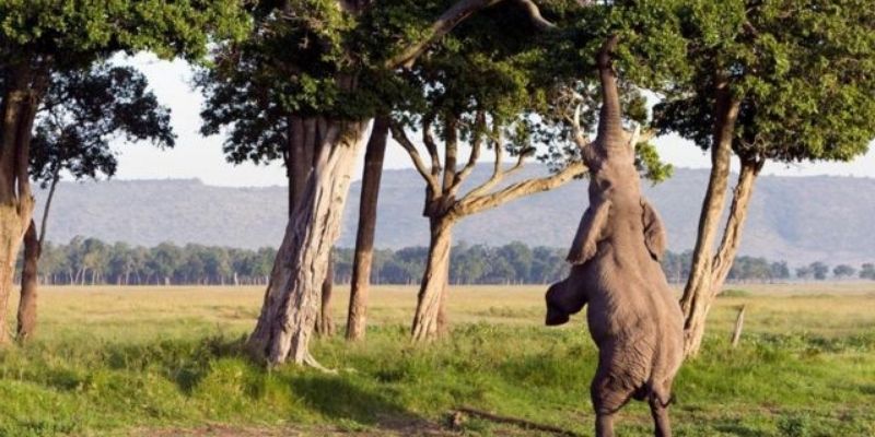 Giấc mơ thấy voi mang ý nghĩa gì? Và con số liên quan? 6 Các con số may mắn về giấc mơ thấy voi mà bạn cần biết (Nguồn: Internet).