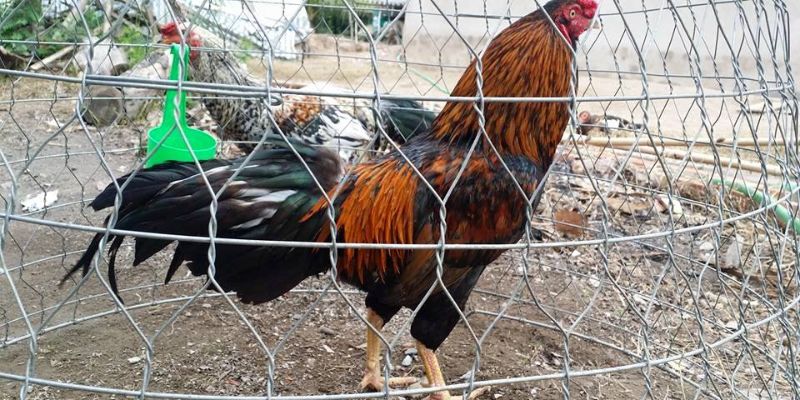Gà Chọi Hắc Hổ Thới: Những Lưu Ý Không Nên Bỏ Qua 5 Gà Chọi Hắc Hổ Thới